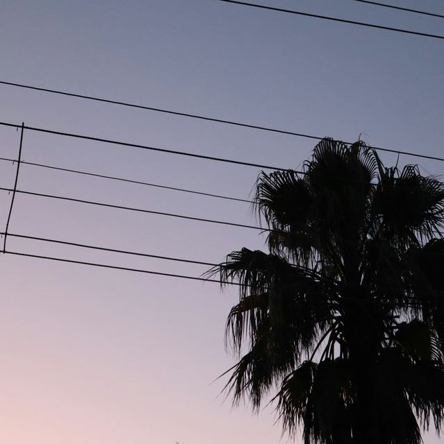 Four parallel overhead power lines held apart by a spacer, crossing a dusk sky beside the silhouette of a palm tree.