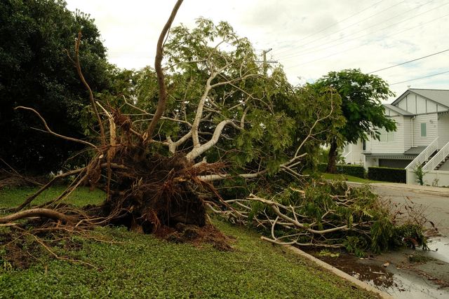 A large tree uprooted by a storm lying across a grass verge beside a wet suburban street with power lines overhead.
