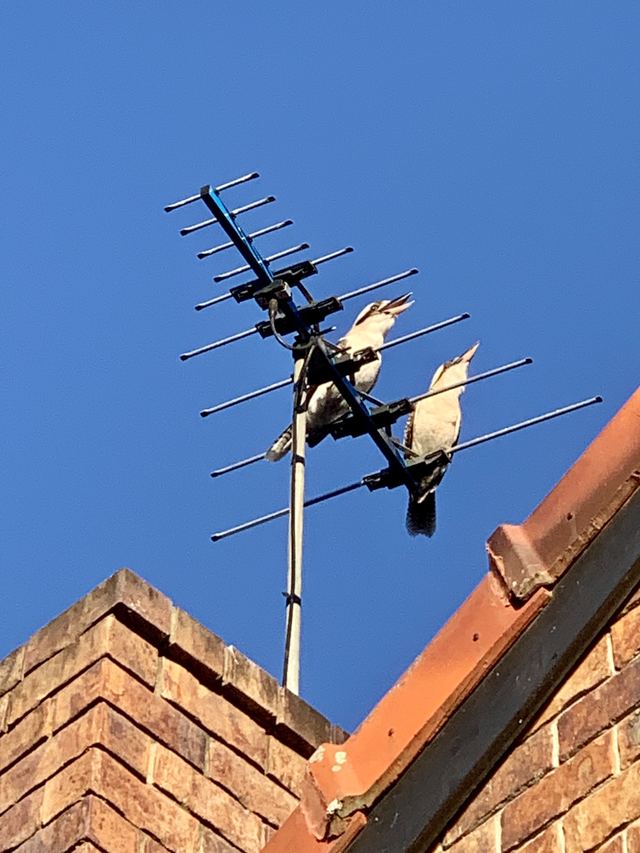 Two kookaburras perched on a rooftop TV antenna above a brick chimney and terracotta roof tiles.